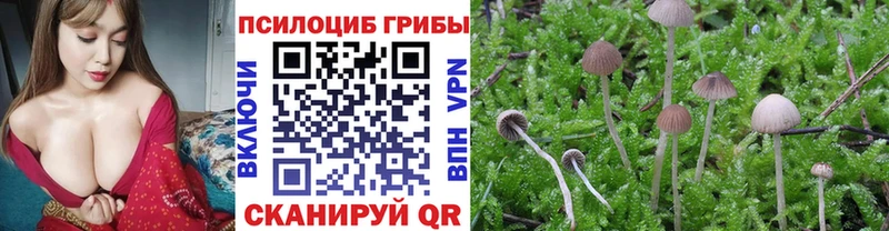 цена   Благодарный  Псилоцибиновые грибы мицелий 